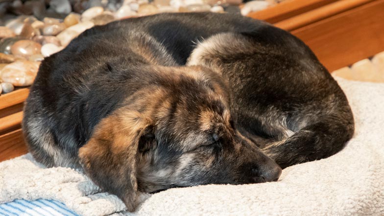 Fletchy curled up sleeping on his comfy bed Fletchy curled up sleeping on his comfy bed