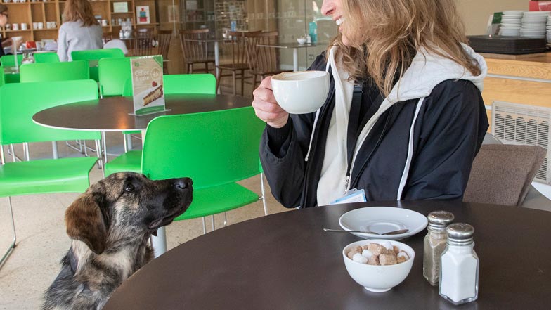 Jill having a coffee in a cafe and Fletcher watching intently Jill having a coffee in a cafe and Fletcher watching intently