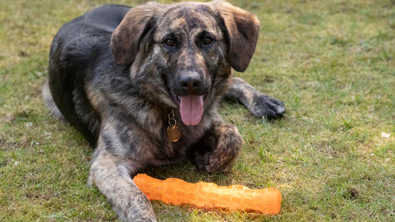 Fletcher happily looking at the camera with his orange toy Fletcher happily looking at the camera with his orange toy