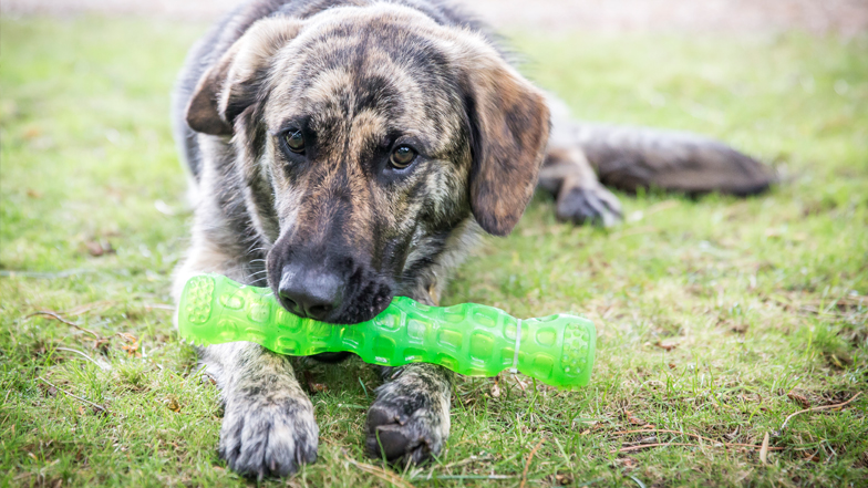 Fletcher with a chew toy Fletcher with a chew toy