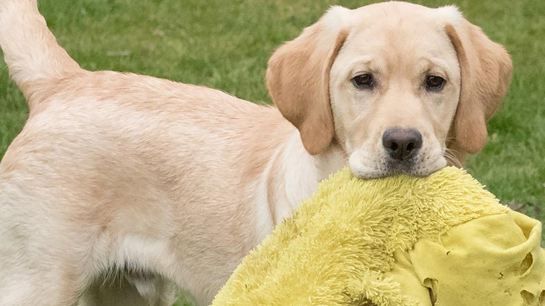 Harry in the garden holding a yellow toy in his mouth Harry in the garden holding a yellow toy in his mouth