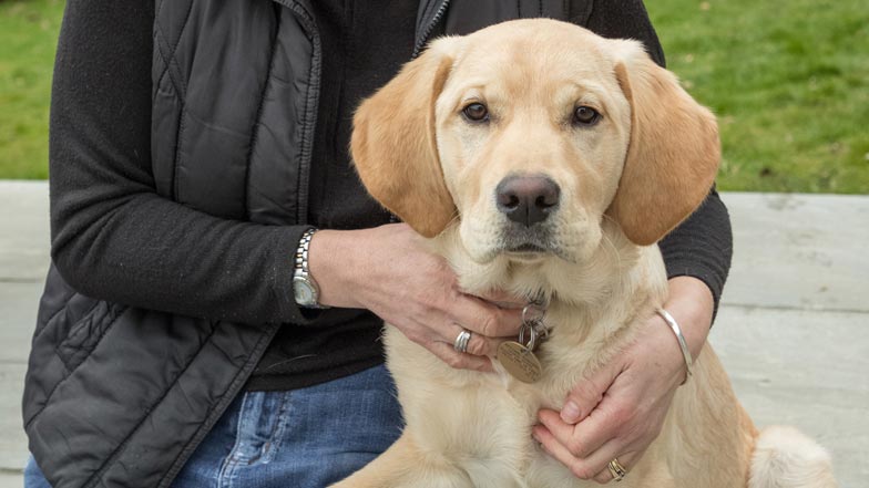 Closeup of Harry being patted by his dog trainer looking straight at the camera Closeup of Harry being patted by his dog trainer looking straight at the camera
