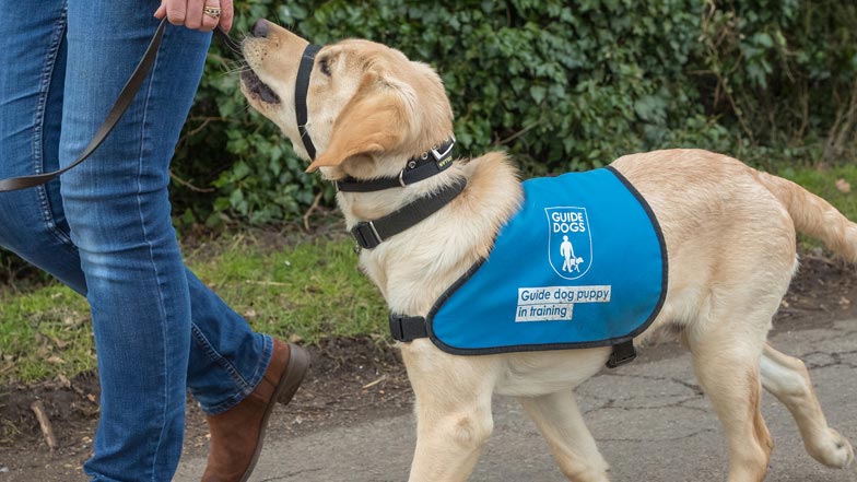 Harry walking in his blue puppy jacket, wearing a canny collar Harry walking in his blue puppy jacket, wearing a canny collar