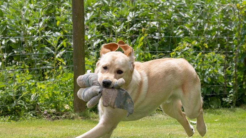 Harry running in the garden with his bedtime bear in his mouth Harry running in the garden with his bedtime bear in his mouth