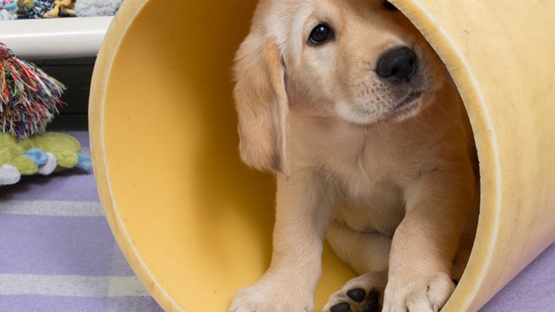 Harry sitting in a yellow tunnel Harry sitting in a yellow tunnel