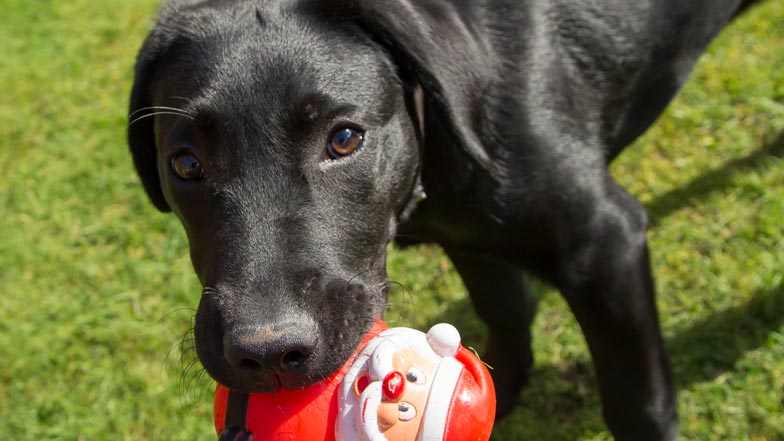 Hattie looking straight at the camera holding a Santa Clause toy Hattie looking straight at the camera holding a Santa Clause toy