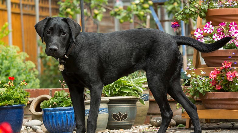 Hattie stood in the garden Hattie stood in the garden