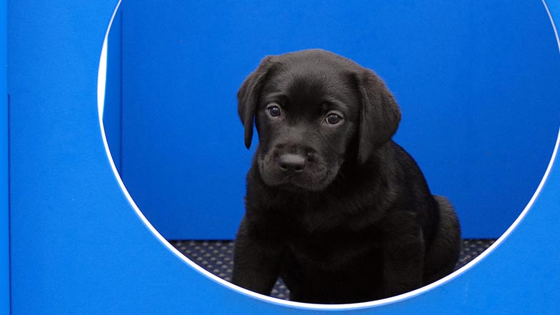 Hattie sitting in a play cube Hattie sitting in a play cube