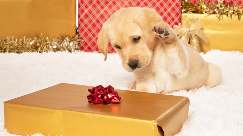 Sponsor A Guide Dog Puppy Today Guide Dogs
