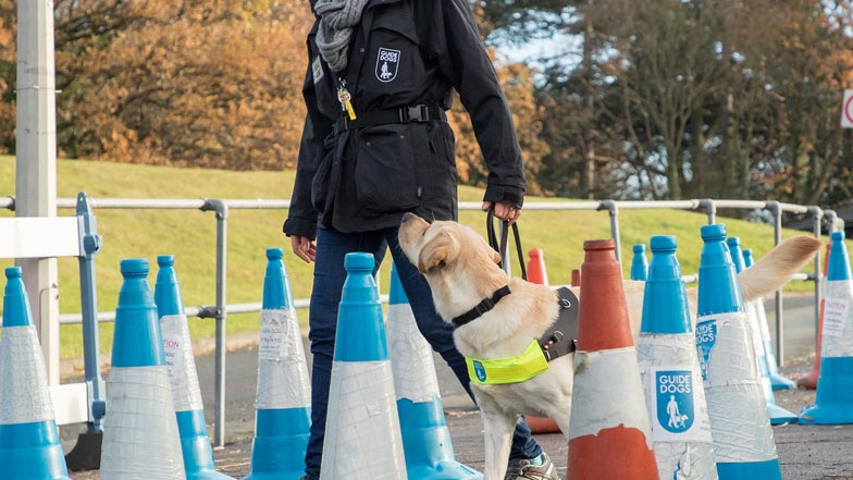 Irvine in training in her Guide Dogs harness surrounded by traffic cones Irvine in training in her Guide Dogs harness surrounded by traffic cones