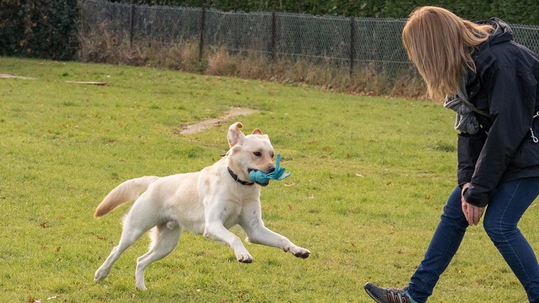 Irvine free running in the park with a blue dog toy in her mouth Irvine free running in the park with a blue dog toy in her mouth