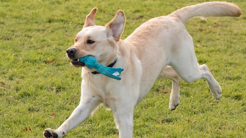 Irvine free running in the park with a blue toy in mouth Irvine free running in the park with a blue toy in mouth