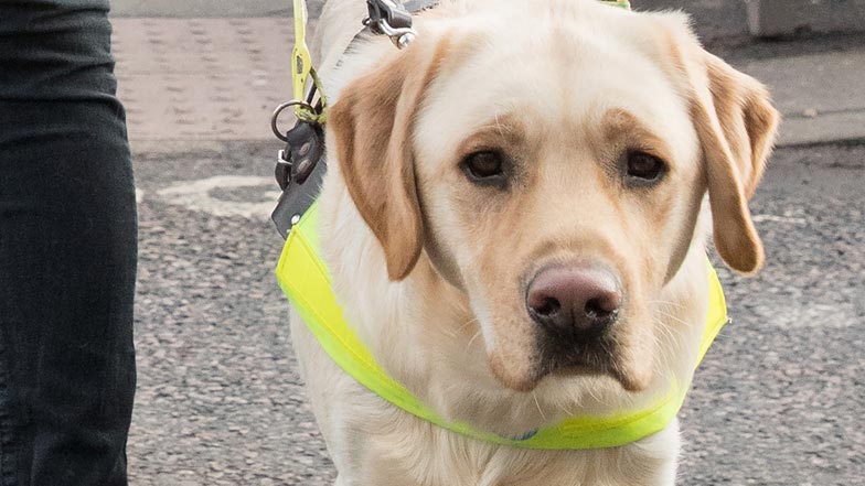 Close up of Irvine in her Guide Dogs harness Close up of Irvine in her Guide Dogs harness