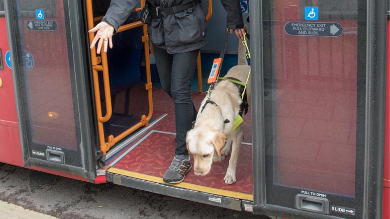 Irvine in Guide Dogs harness getting off a bus with trainer Irvine in Guide Dogs harness getting off a bus with trainer