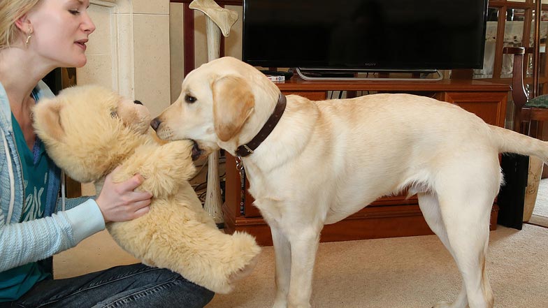 Irvine playing with her teddy toy with puppy walker Irvine playing with her teddy toy with puppy walker