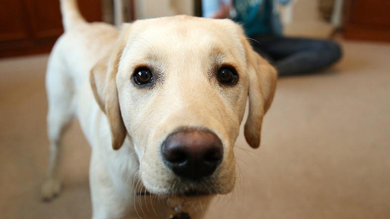 Close up of Irvine staring straight into the camera Close up of Irvine staring straight into the camera