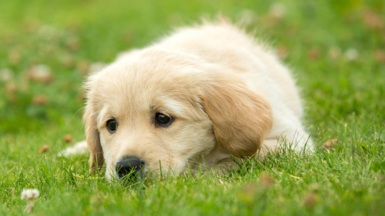 Joy laying in the grass Joy laying in the grass