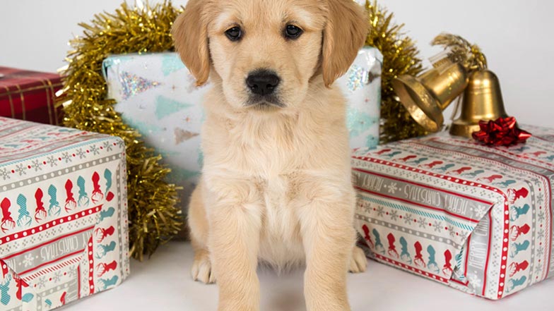 Joy sitting amongst Christmas parcels and decorations Joy sitting amongst Christmas parcels and decorations