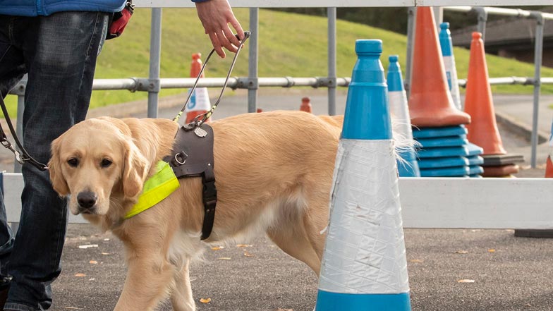 Joy in her Guide Dogs training harness walking amongst test traffic cones Joy in her Guide Dogs training harness walking amongst test traffic cones
