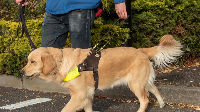 Joy walking in her Guide Dogs training harness with her trainer Joy walking in her Guide Dogs training harness with her trainer