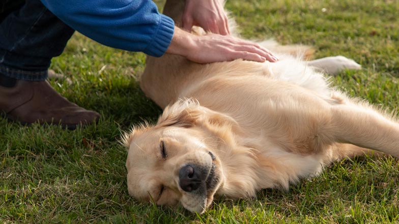 Joy laying on the grass with her eyes closed getting patted by her Guide Dogs trainer Joy laying on the grass with her eyes closed getting patted by her Guide Dogs trainer