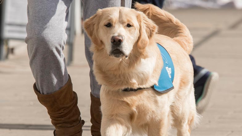 Joy walking in her blue puppy walking jacket Joy walking in her blue puppy walking jacket
