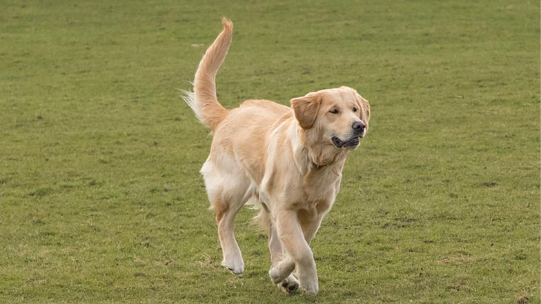 Joy happily free running in the park Joy happily free running in the park