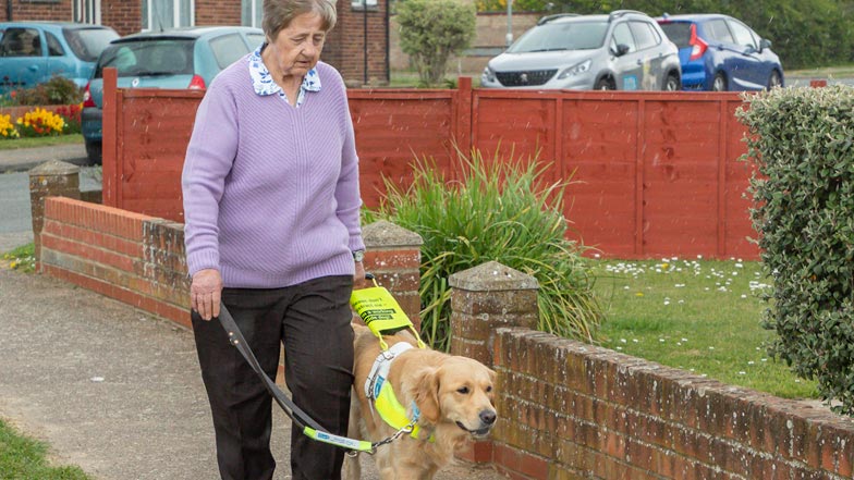 Joy guiding Sheila in harness Joy guiding Sheila in harness