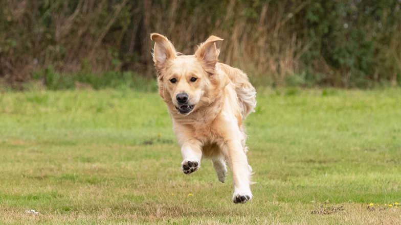 Joy free running Joy free running