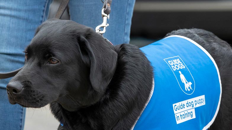 Milo in his bright blue Guide Dogs puppy walking jacket Milo in his bright blue Guide Dogs puppy walking jacket