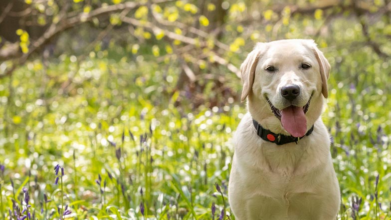Molly sitting in the long grass at the park Molly sitting in the long grass at the park