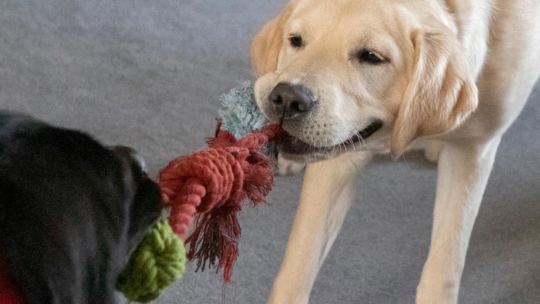 Molly playing tug of war with some rope with another doggy friend Molly playing tug of war with some rope with another doggy friend
