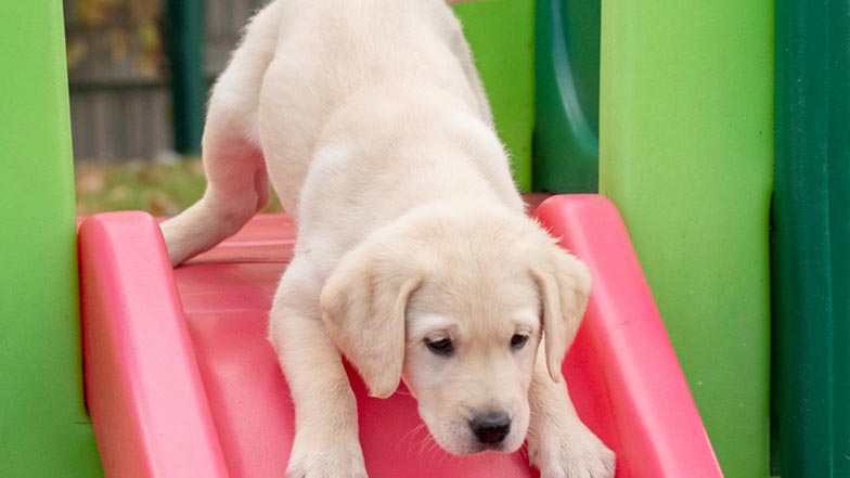 Molly going down a slide Molly going down a slide