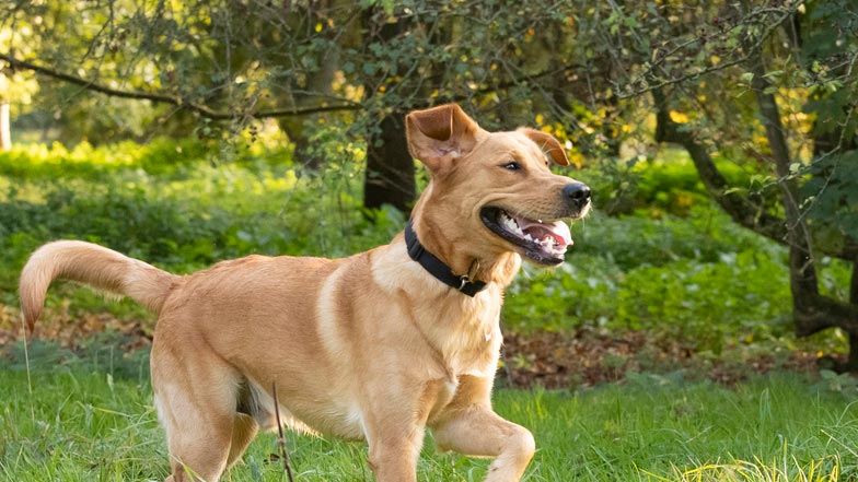 Oscar looking very happy running in the park Oscar looking very happy running in the park