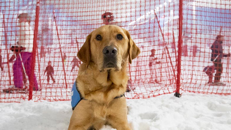 Oscar sitting down in the snow at an indoor ski centre Oscar sitting down in the snow at an indoor ski centre