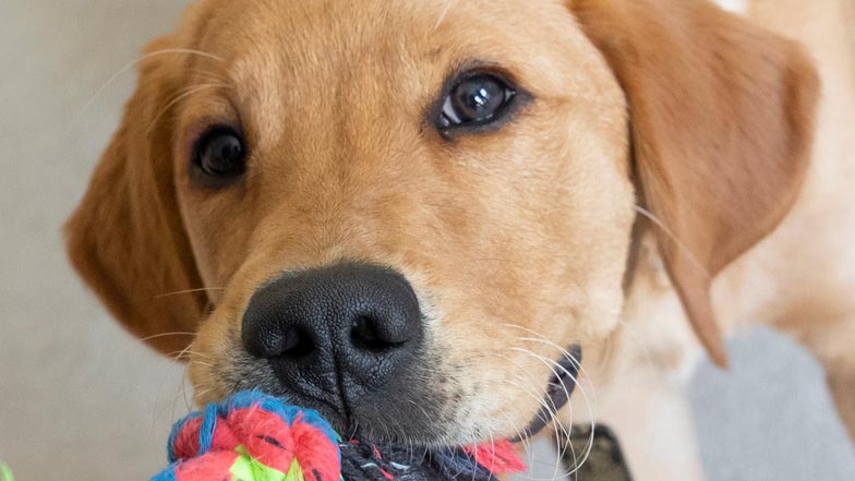 Oscar playing tug of war with a brightly coloured rope toy Oscar playing tug of war with a brightly coloured rope toy