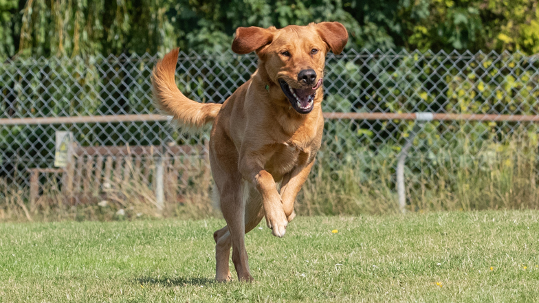 Oscar free running Oscar free running