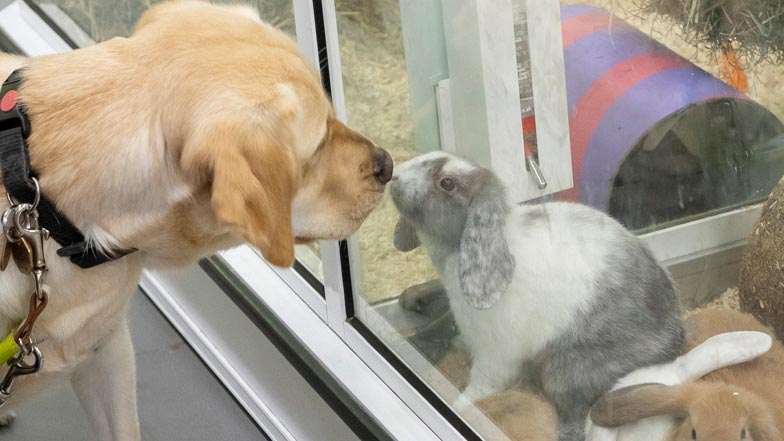 Poppy looking at some rabbits in a pet shop Poppy looking at some rabbits in a pet shop