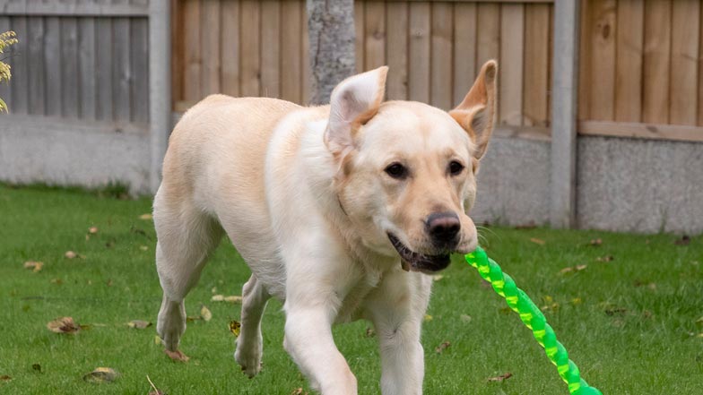 Poppy running with a green toy in her mouth Poppy running with a green toy in her mouth