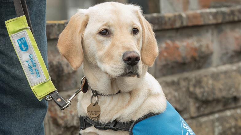 Poppy wearing her puppy walking jacket sitting on the street Poppy wearing her puppy walking jacket sitting on the street