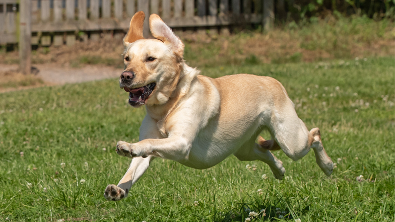 Poppy free running Poppy free running