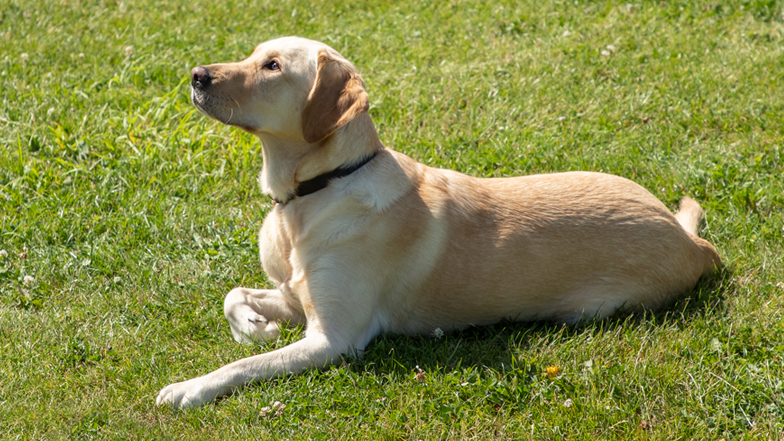 Poppy sitting on the grass Poppy sitting on the grass
