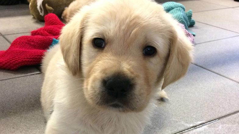 Poppy at four weeks old Poppy at four weeks old