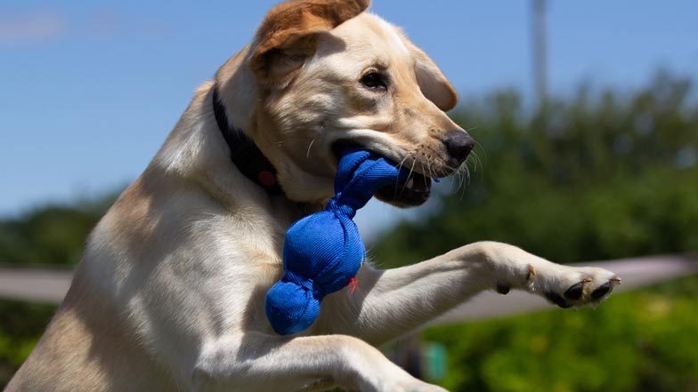 Poppy catching her blue kong toy in the air Poppy catching her blue kong toy in the air