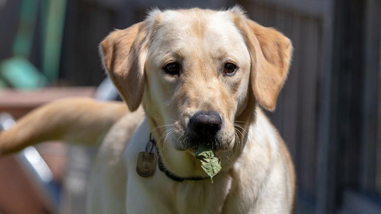 Close up of Poppy with a leaf in her mouth Close up of Poppy with a leaf in her mouth