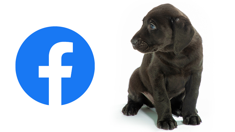 Rosie looking at Facebook icon