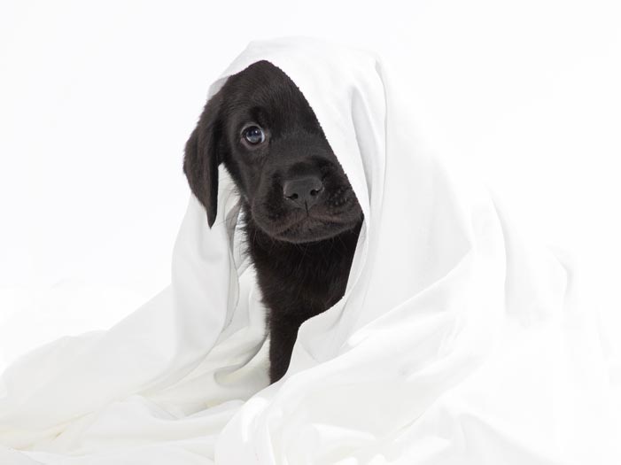 Skye sitting with a white blanket covering half her face Skye sitting with a white blanket covering half her face