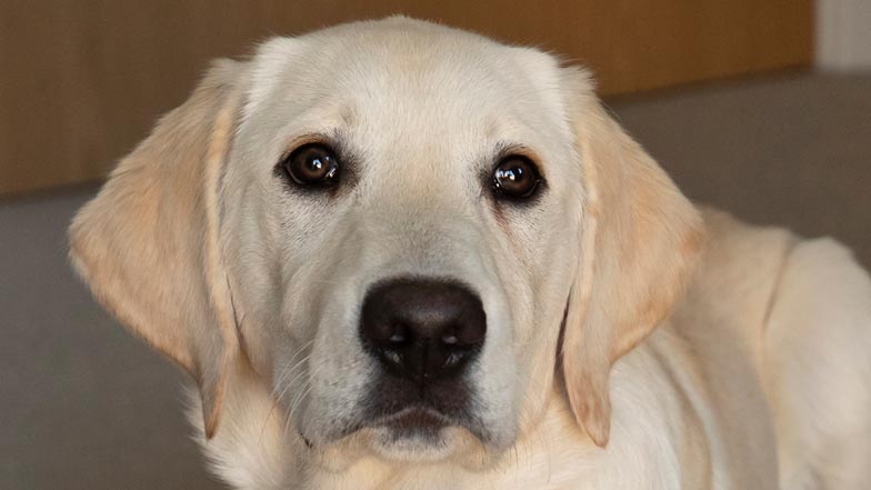 Close up of Spirit looking closely into the camera