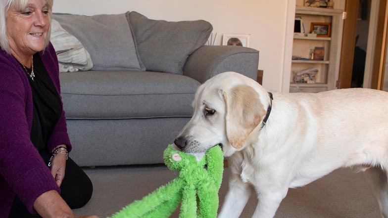 Spirit and puppy walker Jacki playing tug of war with a green monkey toy