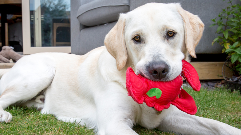 Spirit and a red soft toy